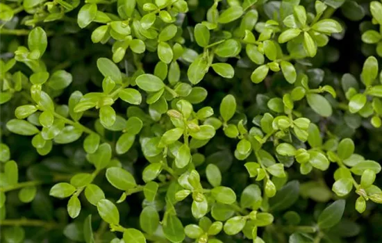 Ilex crenata 'Buxifolia' Ilex crenata 'Buxifolia'