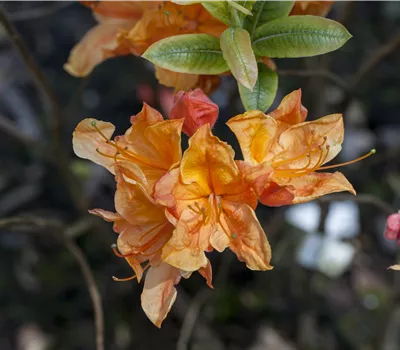 Rhododendron lut.'Glowing Embers' I