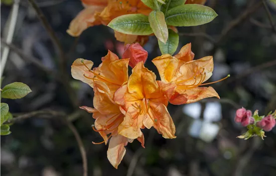 Rhododendron lut.'Glowing Embers' I