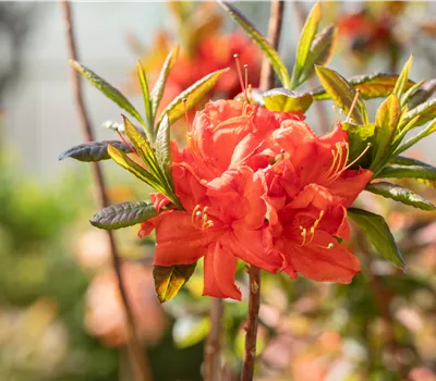 Rhododendron lut.'Royal Command' I Rhododendron lut.'Royal Command' I