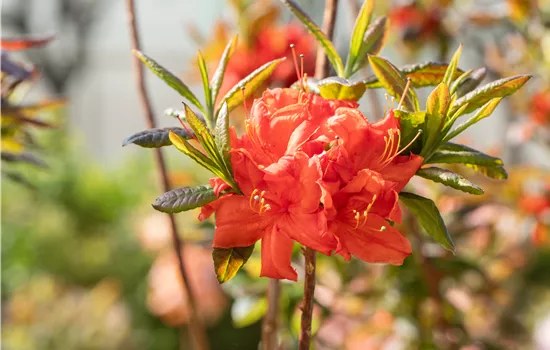 Rhododendron lut.'Royal Command' I Rhododendron lut.'Royal Command' I