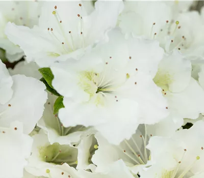 Rhododendron obt.'Maischnee' -R- III