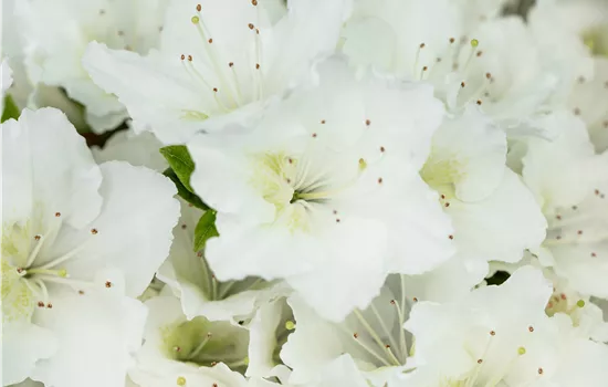 Rhododendron obt.'Maischnee' -R- III