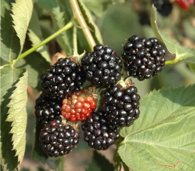 Rubus frut.'Asterina' -R- CAC
