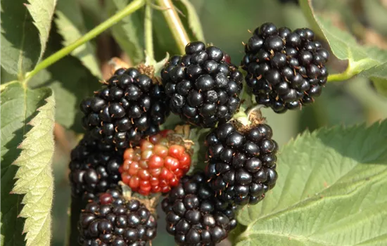 Rubus frut.'Asterina' -R- CAC