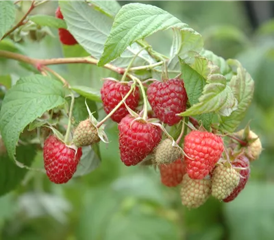 Rubus id.'Autumn Happy' -S- CAC II Rubus id.'Autumn Happy' -S- CAC II