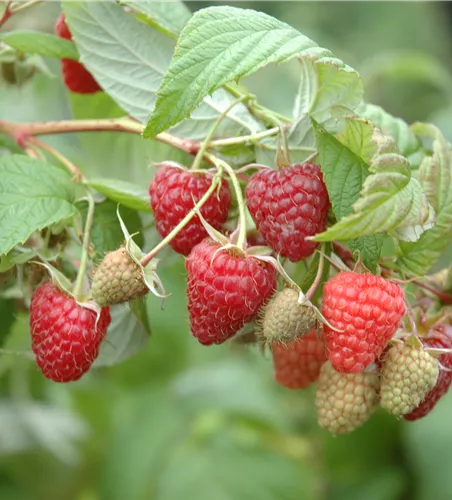 Rubus id.'Autumn Happy' -S- CAC II