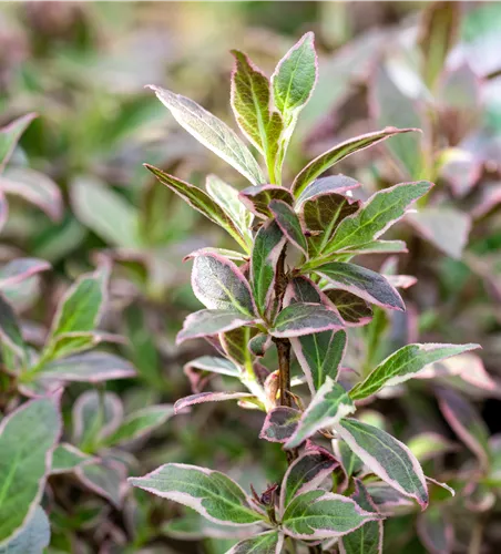 Weigela florida 'All Summer Monet' -R-