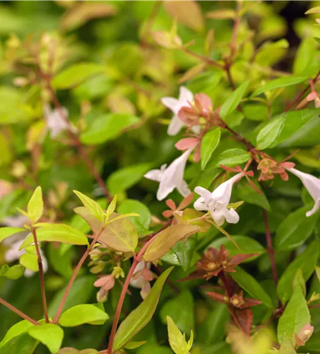 Abelia grandiflora