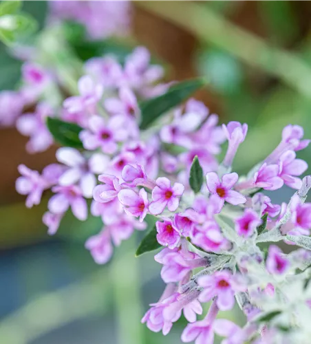 Buddleja alternifolia 'Unique' -R-