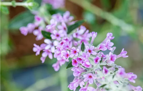 Buddleja alternifolia 'Unique' -R-