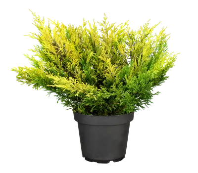 Juniperus horizontalis 'Limeglow' Juniperus horizontalis 'Limeglow'