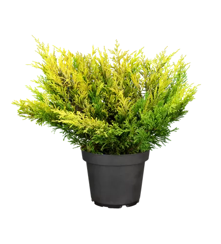 Juniperus horizontalis 'Limeglow'