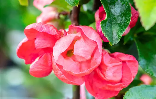 Chaenomeles 'Pink Trail'