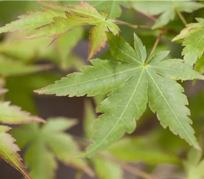 Acer palmatum 'Sangokaku' Acer palmatum 'Sangokaku'