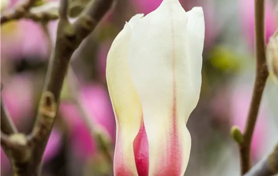 Magnolia 'Sunrise'