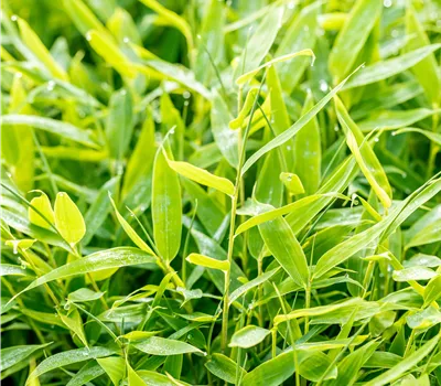 Fargesia 'Moontears' -R-