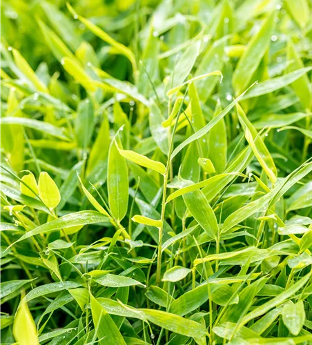 Fargesia 'Moontears' -R-