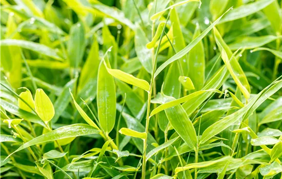 Fargesia 'Moontears' -R-