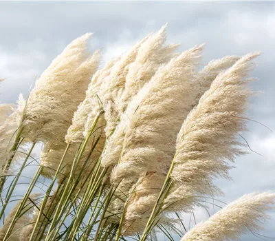 Cortaderia selloana 'Sunningdale Silver' Cortaderia selloana 'Sunningdale Silver'