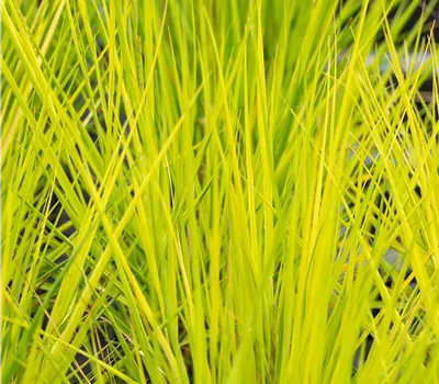 Molinia caerulea 'Heidebraut' Molinia caerulea 'Heidebraut'