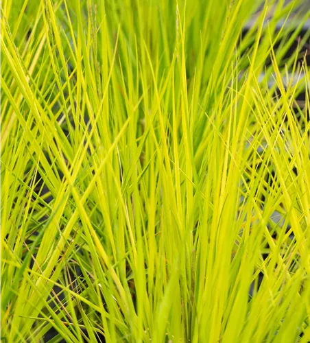 Molinia caerulea 'Heidebraut'