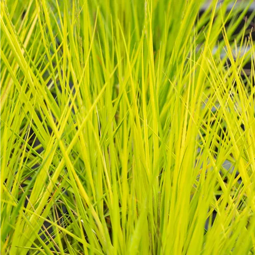 Molinia caerulea 'Heidebraut'