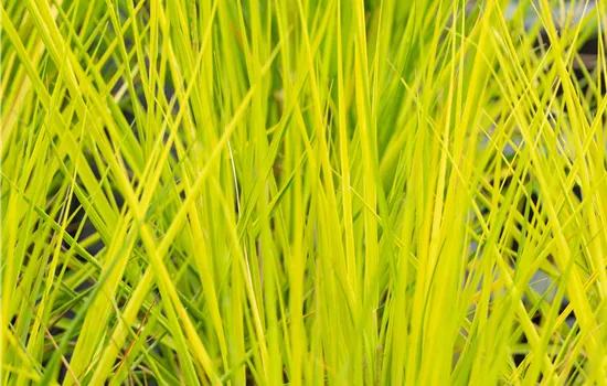 Molinia caerulea 'Heidebraut' Molinia caerulea 'Heidebraut'