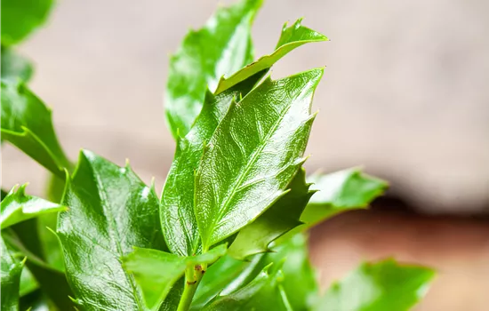 Ilex meserveae 'Blue Maid' -R-