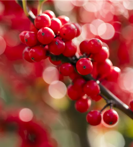Ilex verticillata