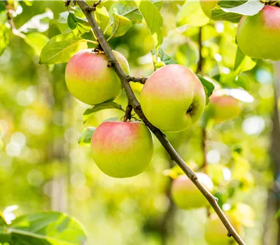 Malus 'Brettacher Gewürzapfel' zert. Malus 'Brettacher Gewürzapfel' zert.