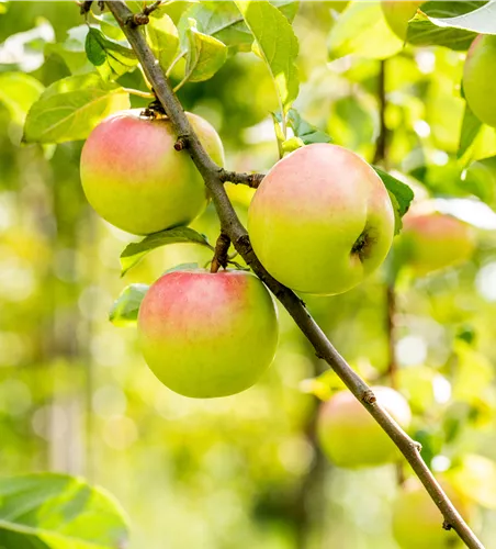 Malus 'Brettacher Gewürzapfel' zert.