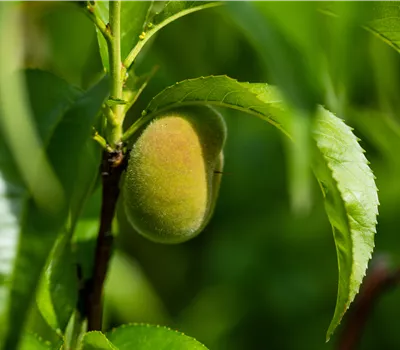 Prunus persica 'Peach me Donut'