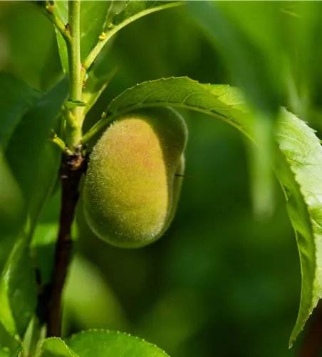 Prunus persica 'Peach me Donut'