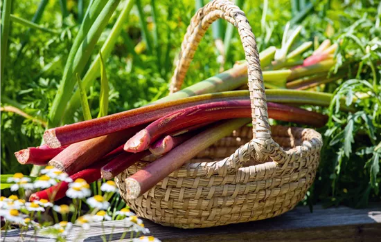 Rheum 'Glaskins Perpetual' Rheum 'Glaskins Perpetual'