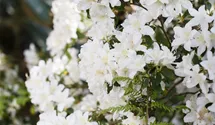Karolina-Rhododendron 'Dora Amateis'