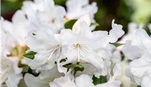 Karolina-Rhododendron 'Dora Amateis'