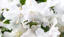 Karolina-Rhododendron 'Dora Amateis'