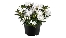 Karolina-Rhododendron 'Dora Amateis'