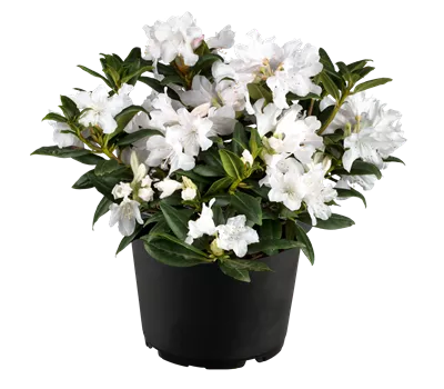 Rhododendron carolin.'Dora Amateis' Rhododendron carolin.'Dora Amateis'