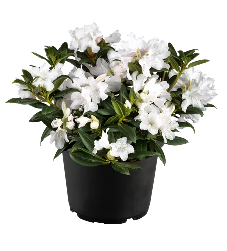 Rhododendron carolin.'Dora Amateis' Rhododendron carolin.'Dora Amateis'