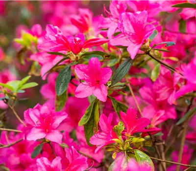Rhododendron obt.'Gislinde' III