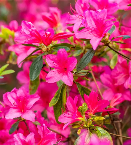 Rhododendron obt.'Gislinde' III
