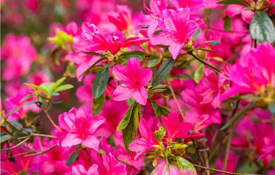 Rhododendron obt.'Gislinde' III