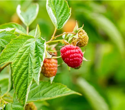 Rubus id.'Summer Lovers Early' -R- Rubus id.'Summer Lovers Early' -R-