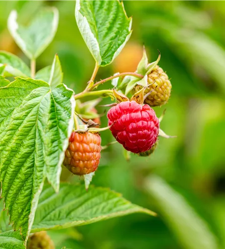 Rubus id.'Summer Lovers Early' -R-