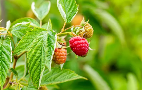 Rubus id.'Summer Lovers Early' -R-