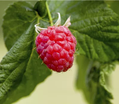 Rubus id.'Summer Lovers Patio Red' -R- Rubus id.'Summer Lovers Patio Red' -R-