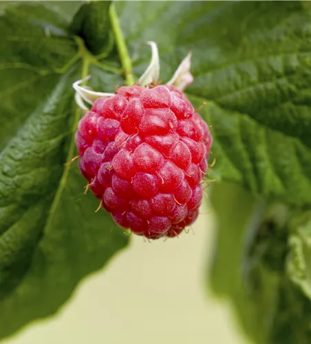 Rubus id.'Summer Lovers Patio Red' -R-