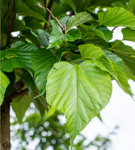 Tilia cordata 'Green Globe'